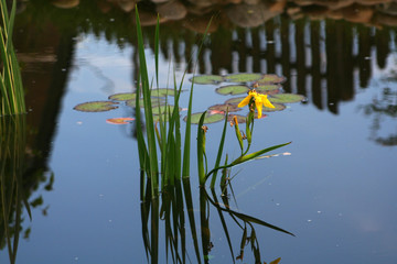 Wasserlilie
