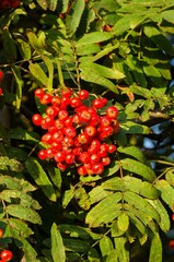 Fruit tree rowan (Sorbus aucuparia).