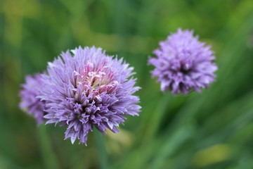 Schnittlauch in Blüte