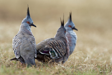 Ocyphaps lophotes - Crested Pigeon, three birds on the grass in Australia