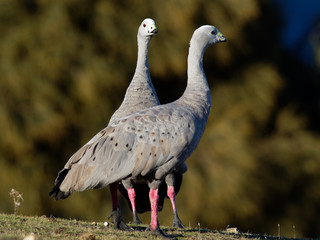 Cereopsis novaehollandiae - Cape Barren Goose in Tasmania, endemic species