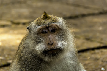 Naklejka premium wise