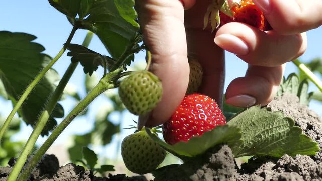 Strawberries are harvested from the beds in the garden. Ripe and not ripe berry. Harvesting in the summer.