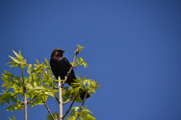 Brown-headed Cowbird