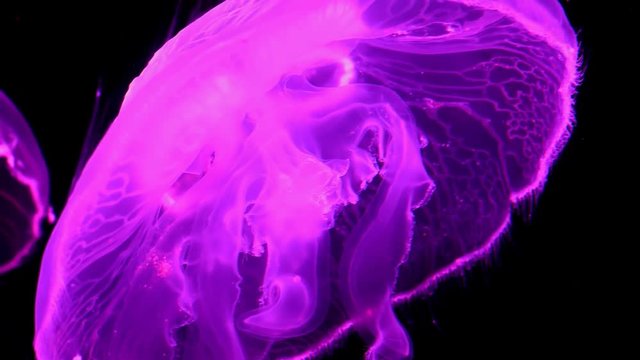 Pink color colour jellyfish is slowly floating up against black background