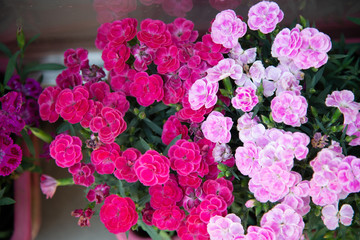 Chinese carnation flower (Dianthus chinensis) isolated on natural background. Red and pink Chinese carnation grown