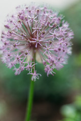 Blooming violet onion plant in garden. Flower decorative onion. Close-up of violet onions flowers on summer field.. Violet allium flower allium giganteum . Beautiful blossoming onions. Garlic flowers