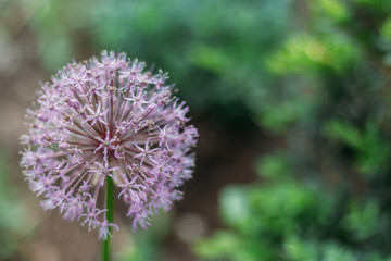 Blooming violet onion plant in garden. Flower decorative onion. Close-up of violet onions flowers on summer field.. Violet allium flower allium giganteum . Beautiful blossoming onions. Garlic flowers