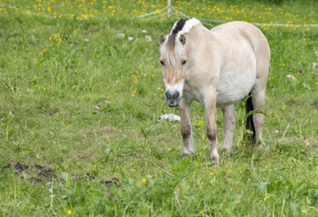 Horse on meadow  Nordland county