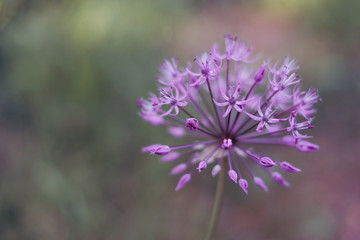 Allium aflatunense garlic flowers in the garden