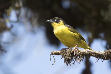 Baglafecht weaver that sits on a dry branch of a tree in the African savanna