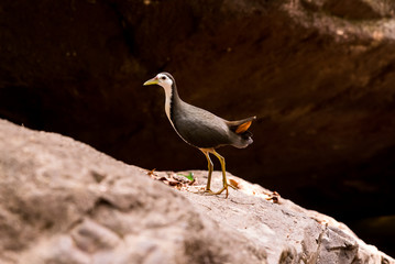 Beautiful bird, White-breasted Waterhen (Amaurornis phoenicurus)  on stones in India