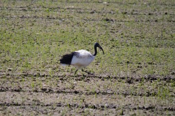 Ibis