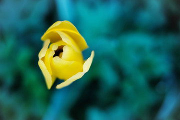 a bud of a yellow tulip against a background of grass. view from above