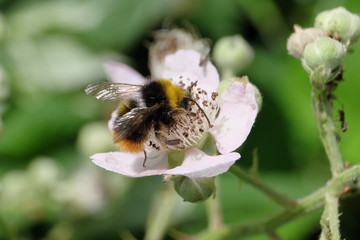 Bumblebee on white blossom - Stockphoto