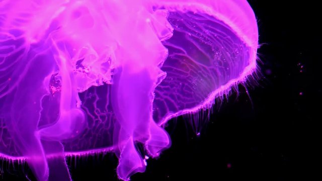 Slow motion relaxing view of pink color colour jellyfish floating down slowly in the dark aquarium