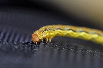 Close-up of a yellow caterpillar crawling on a piece of black fabric