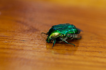 CetoniaClose-up of an european rose chafer (green rose chafer) on a wooden table