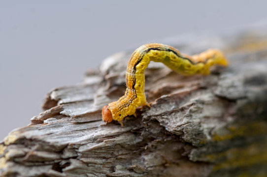 Close-up of a yellow caterpillar crawling on a broken log