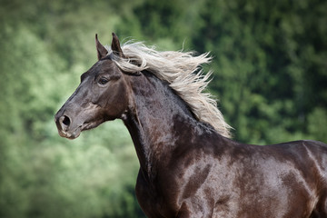 Portrait of a beautiful horse with a mane fluttering in the wind on a nature background