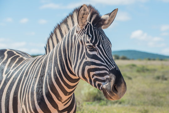 Plains Zebra (Equus quagga)