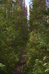 Fototapeta na wymiar Earthen path in a beautiful green forest.