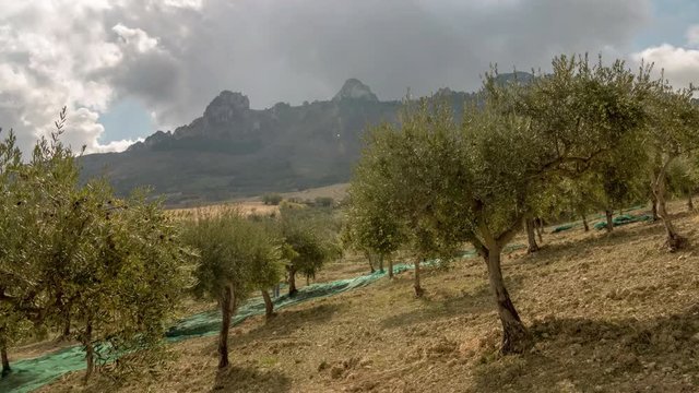 alberi e nuvole