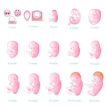 5,861 BEST Fetal Development IMAGES, STOCK PHOTOS & VECTORS | Adobe Stock