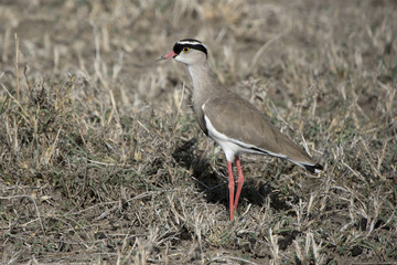 Crowned Lapwing which stands among dry grass in the African savanna in the dry season