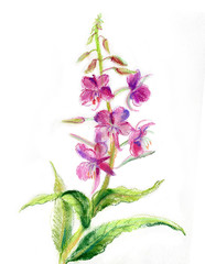 fireweed flowers  on white background painted with oil pastel