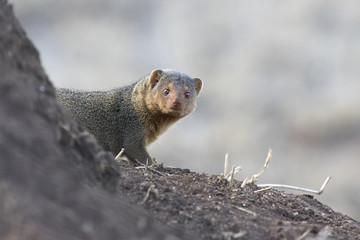 Dwarf Mongoose that peeps out of the tree in the African savanna