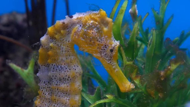 Close up of seahorse head in the aquarium with blue background