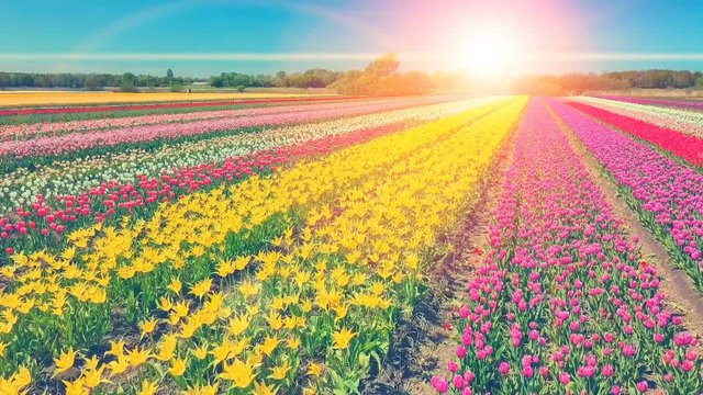 Aerial view of tulips field. Nature background