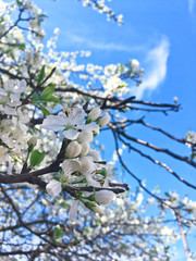 Cherry flowers