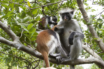 female Red colobus that sits on a branch of a tree feeds the cub