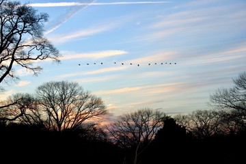birds in sky 