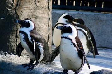 Naklejka premium penguins 