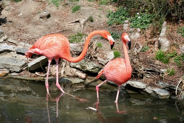 flamingos 