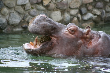 hippo