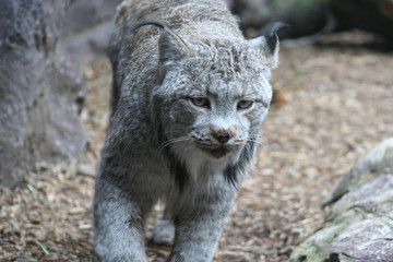 bobcat 
