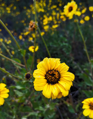 Sunflower in bloom