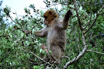 monkey