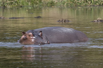 hippopotamus that stands in the water on the shallows of the Nile River in the dry season