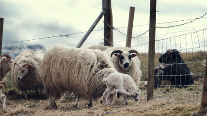 young lamb tries to scratch his head