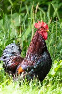 Rooster