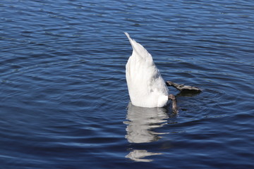 Swan upside down in lake