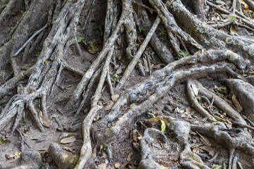 Tropical tree trunk with aerial roots. Tree texture photo. Natural wooden ornament. Messy wooden roots closeup.