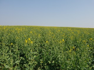 Wunderschönes Feld im Frühling