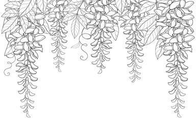 Vector arch or tunnel of outline Wisteria or Wistaria flower bunch, bud and leaf in black isolated on white background. Blossom climbing plant Wisteria in contour for spring design or coloring book.