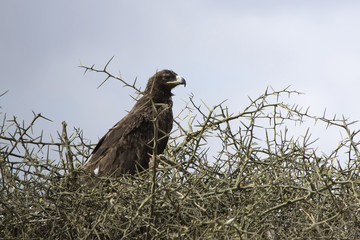 Steppe Eagle that sits on the top of the acacia in the African savanna